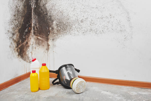 Best Emergency Mold Remediation in Clearview, WA