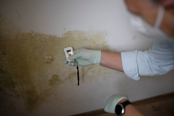 Best Bathroom Mold Remediation in Clearview, WA