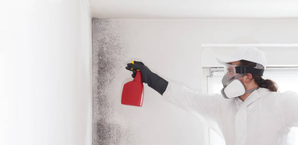 Best Crawl Space Mold Remediation in Clearview, WA