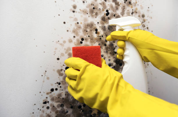 Best Basement Mold Remediation in Clearview, WA