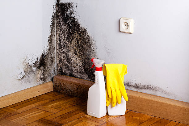 Trusted Clearview, WA Mold Remediation Experts